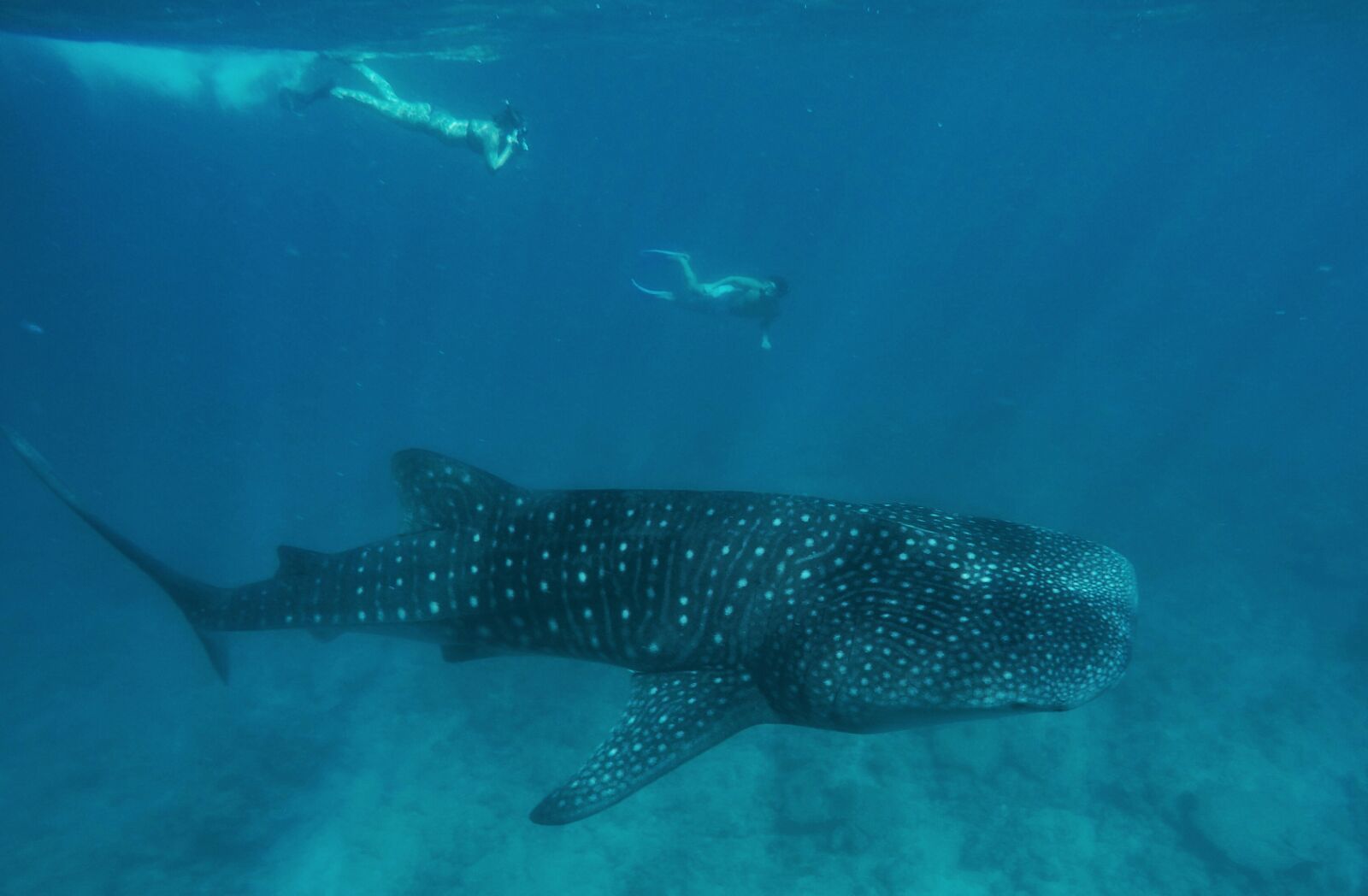 Go Pro Shot of Whaleshark in Maldives