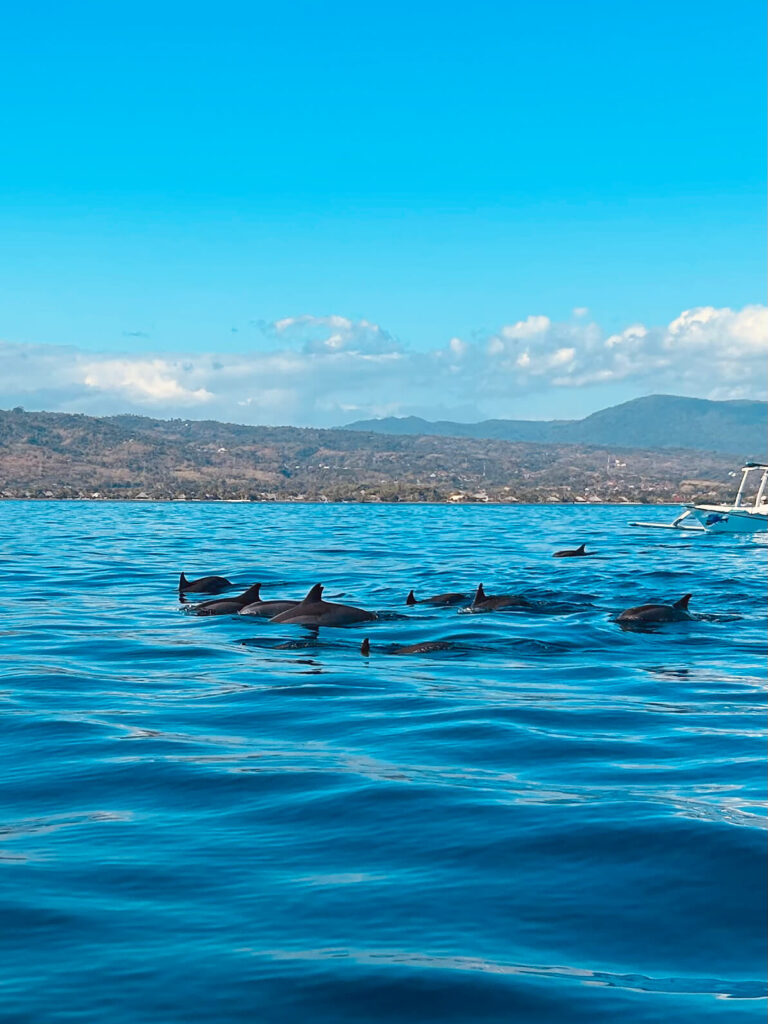 Dolphin watching with family in Lovina