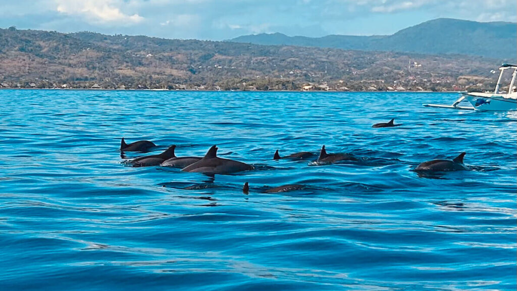 Dolphin watching with family in Lovina