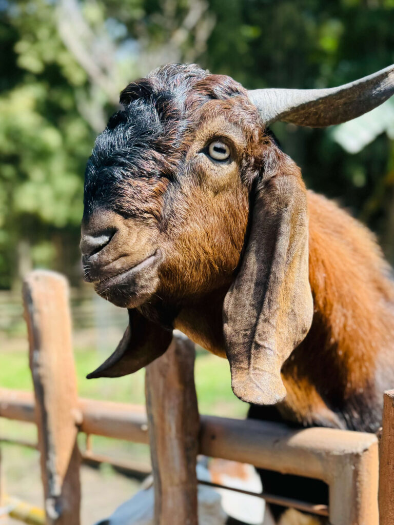 Goat checking our family out at Bali Safari Park