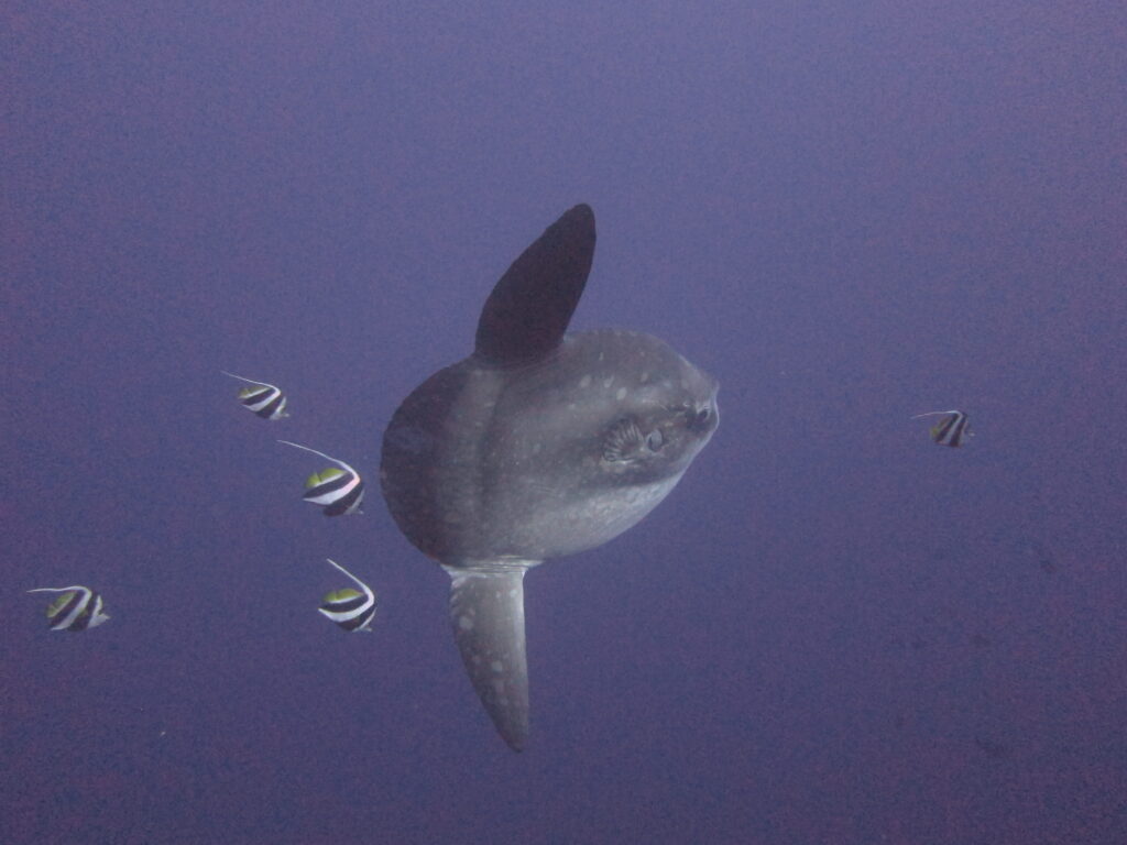 Duiken bij Nusa Penida (Crystal Bay) en het geluk hebben om een mola mola te zien!