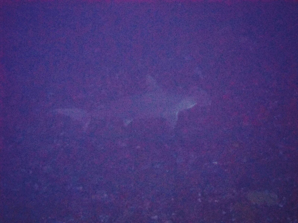 Hamerhaai tijdens een duik bij Nusa Penida