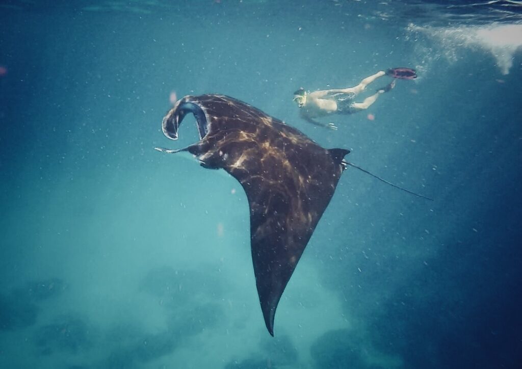 Zwemmen met manta's bij Nusa Penida, alleen geschikt voor wat oudere kinderen die goed kunnen zwemmen