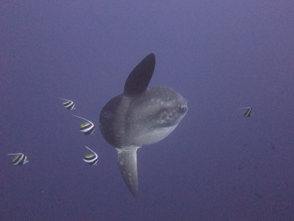 Mola Mola tijdens het duiken bij Crystal Bay vanuit Nusa Lembongan