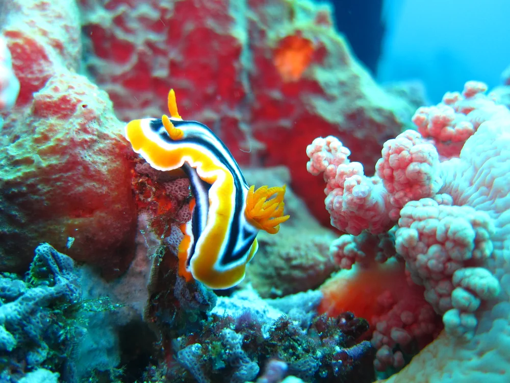Nudibranch bij duiken vanaf Nusa Lembongan
