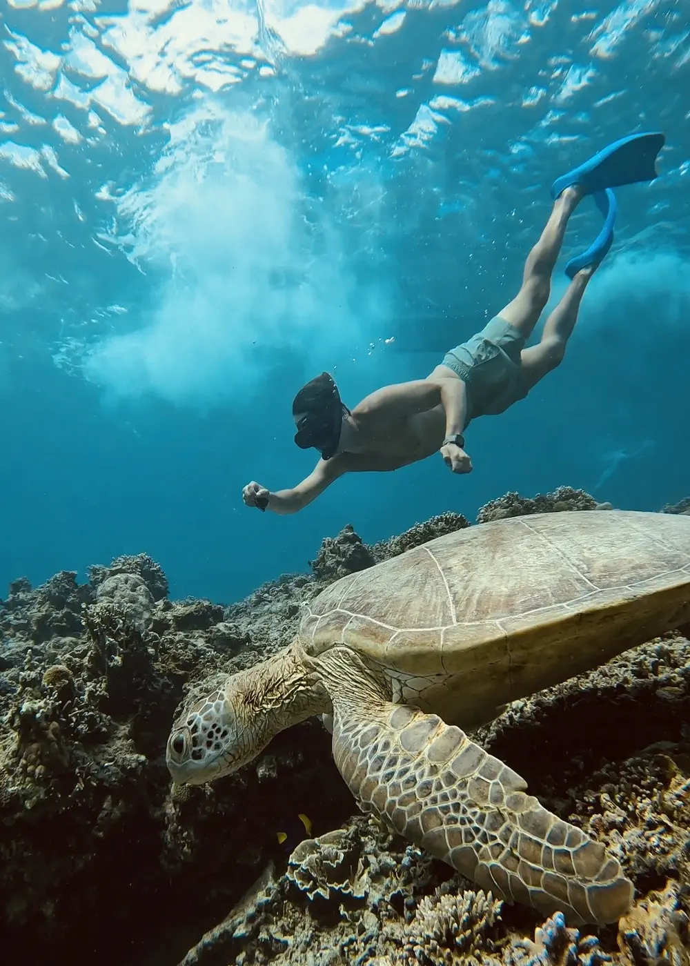 Snorkelen met schildpadden terwijl de kinderen op de boot meekijken, tijdens een tour vanaf Gili Trawangan