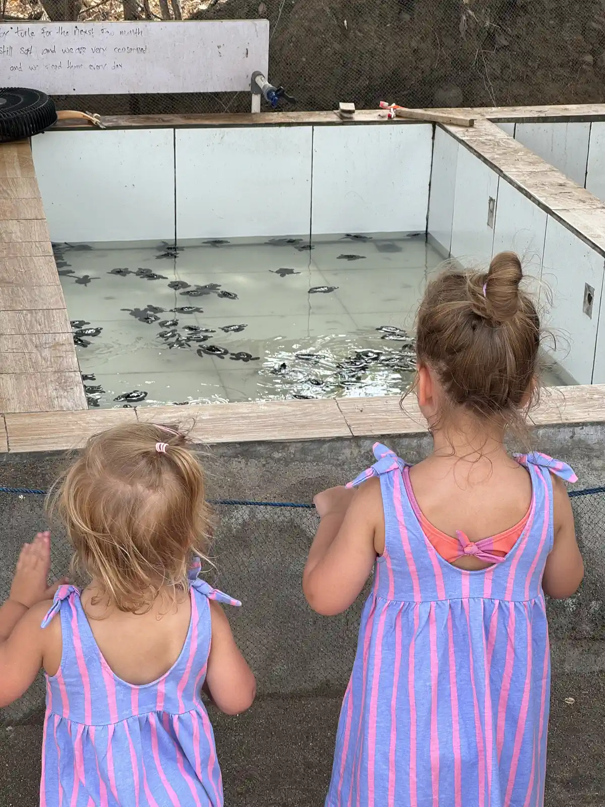 Babyschildpadjes bekijken op Gili Meno met kinderen<br>