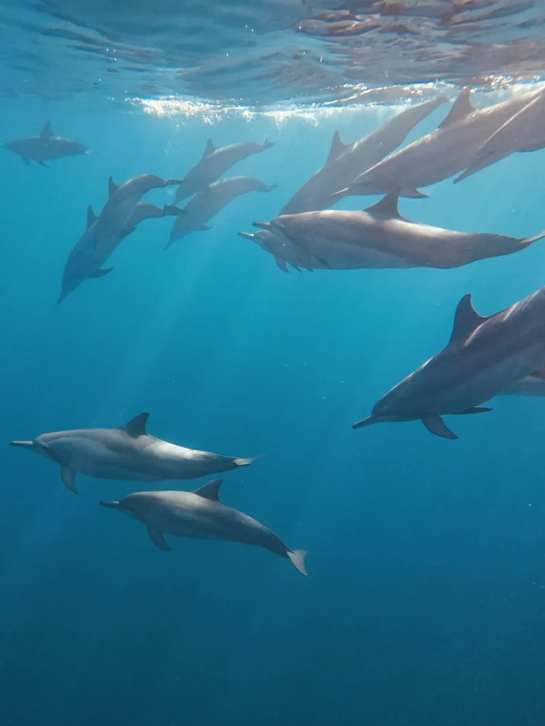 Watching and snorkeling with dolphins in Lovina with kids