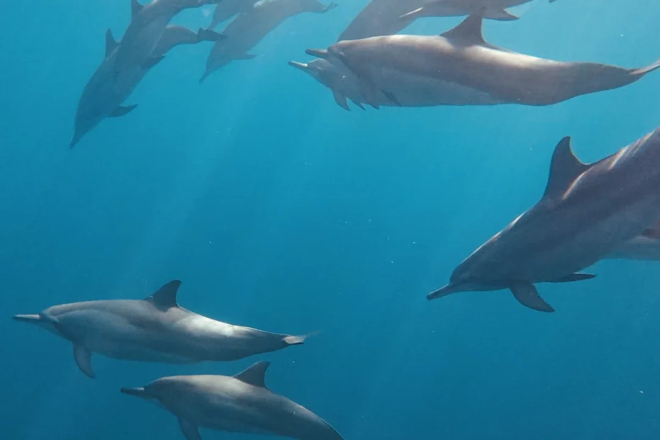 Watching and snorkeling with dolphins in Lovina with kids