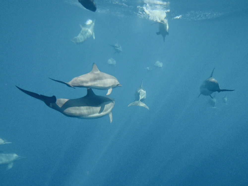 Watching and snorkeling with dolphins in Lovina with kids