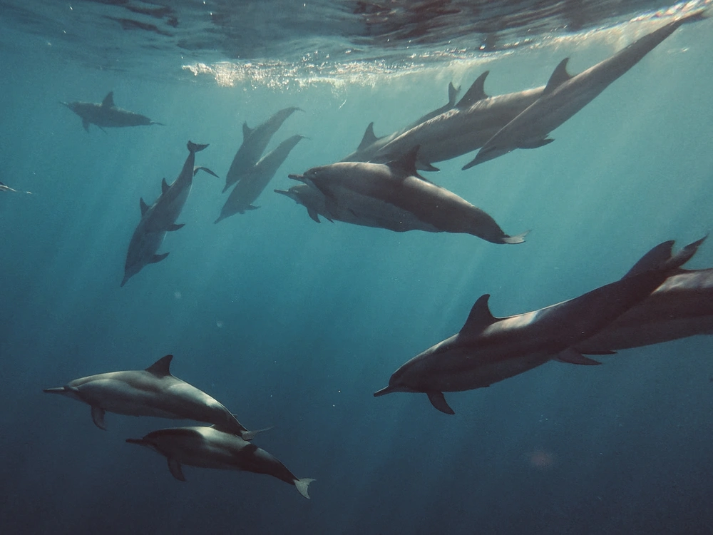 Dolfijnen spotten in Lovina met kinderen