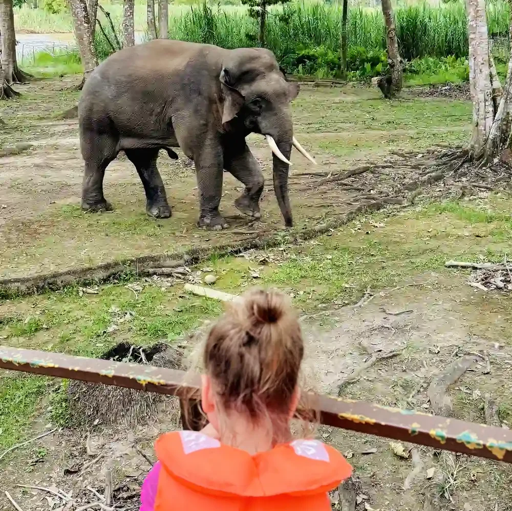 Kids watching elephants near Kinabatangan River in Borneo