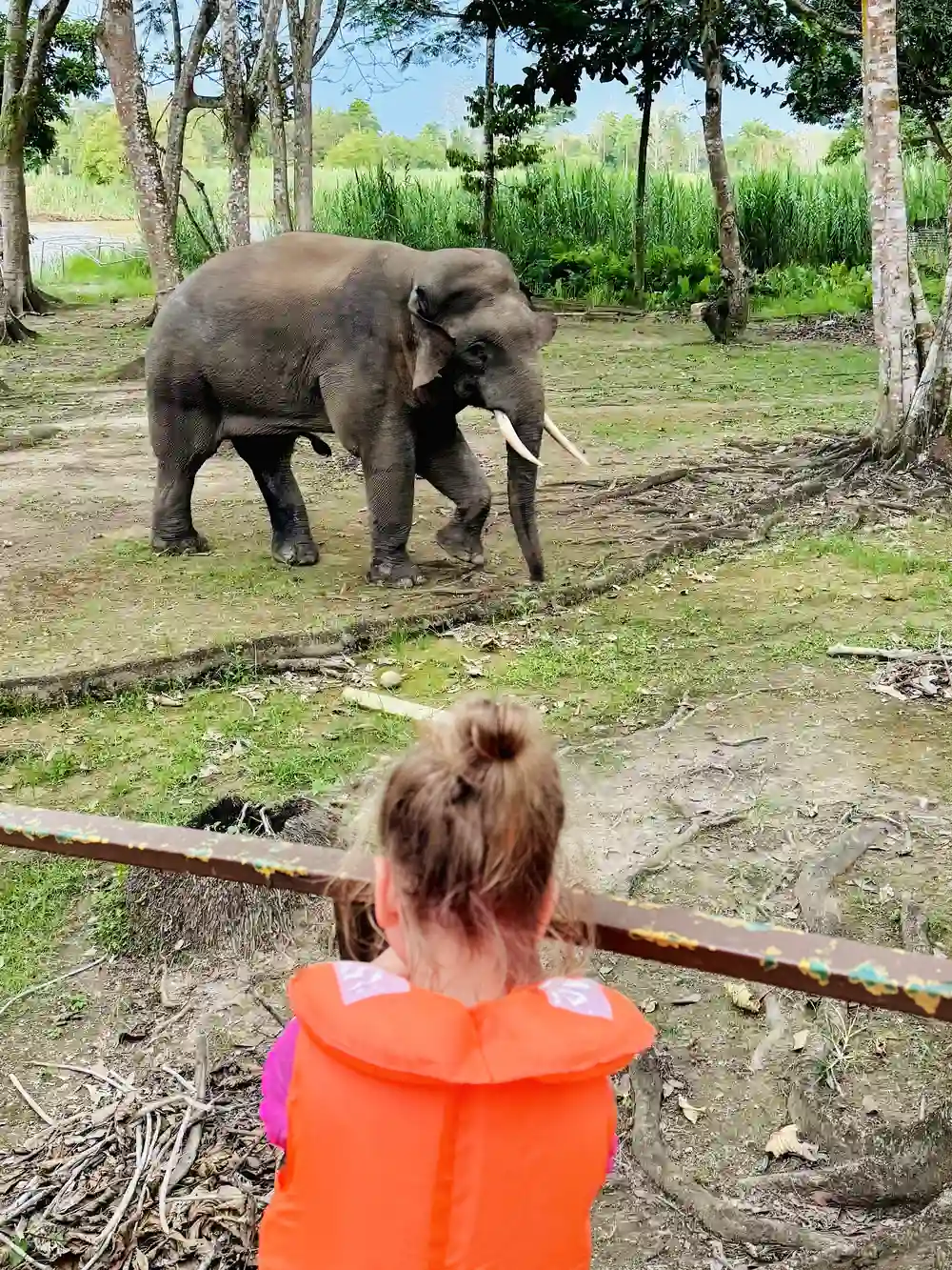 Child observing a pygmy elephant from a safe distance in Borneo