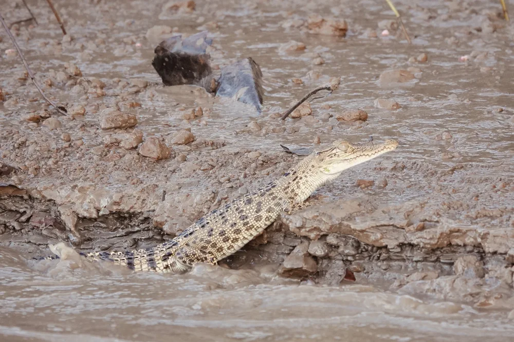 Cute baby crododile in Kinabatangan