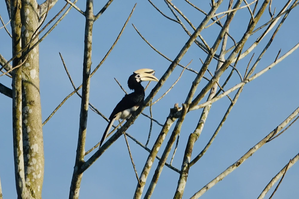 Hornbill Borneo big 5 Kinabatangan