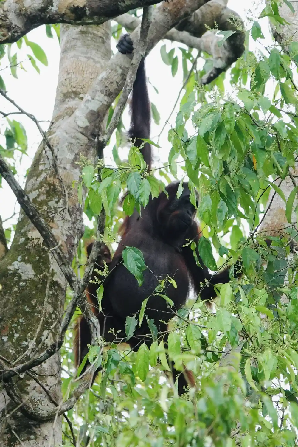 Orangutan Kinabatangan river with kids