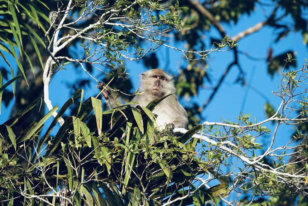 Monkey during river cruise borneo