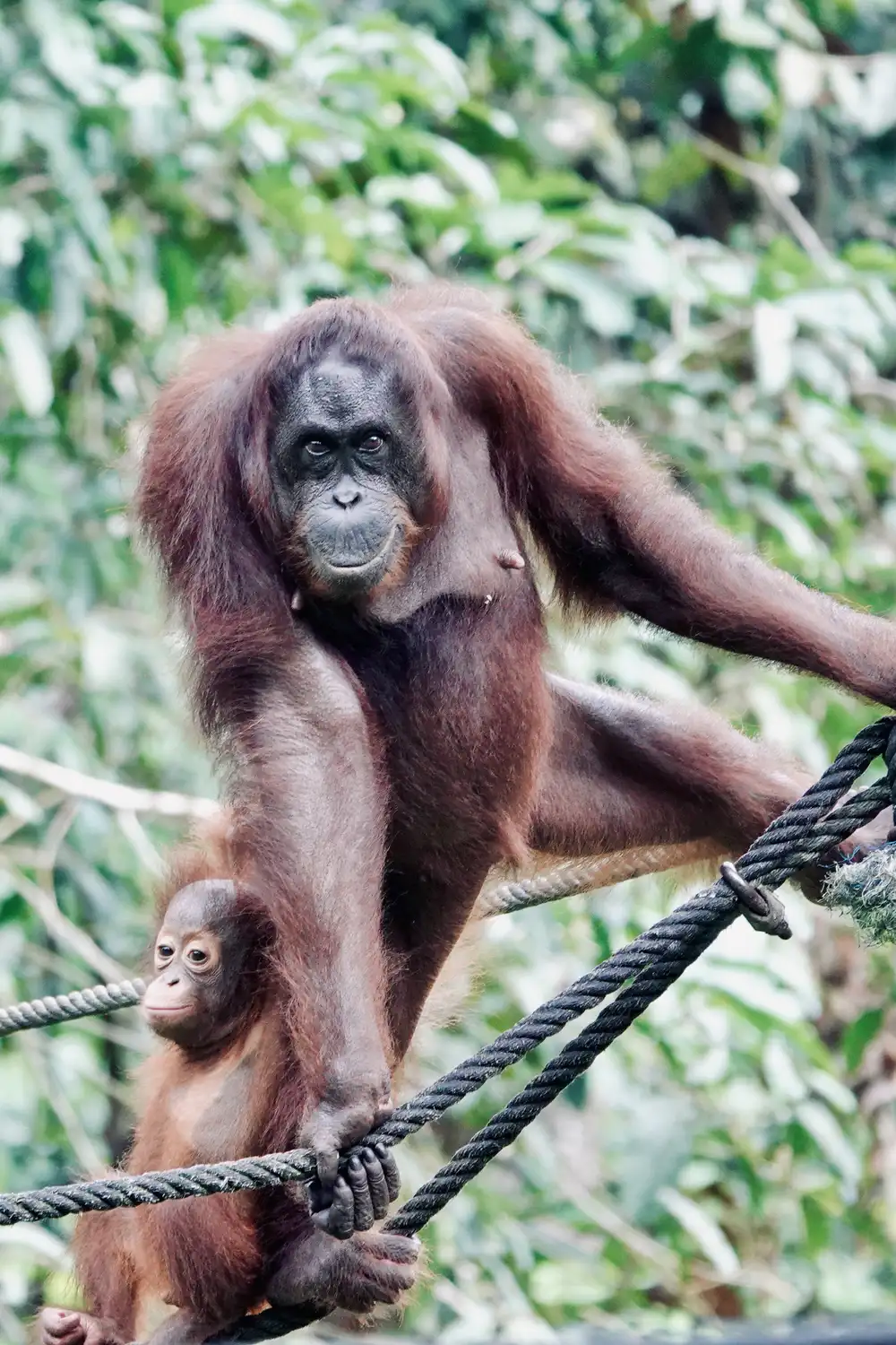 Orangutan at Sepilok Orangutan Rehabilitation Centre in Sabah, Borneo