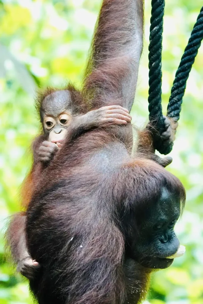 Orang-oetan met jong bij het Sepilok Rehabilitation Centre in Borneo