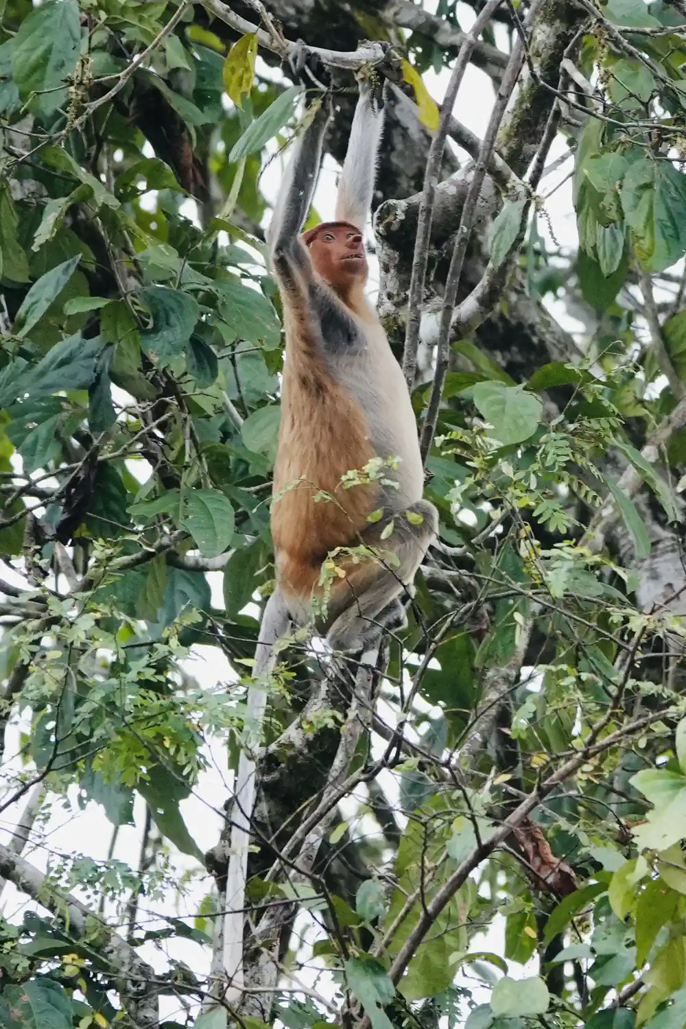 Probiscis Monkey Kinabatangan river with kids