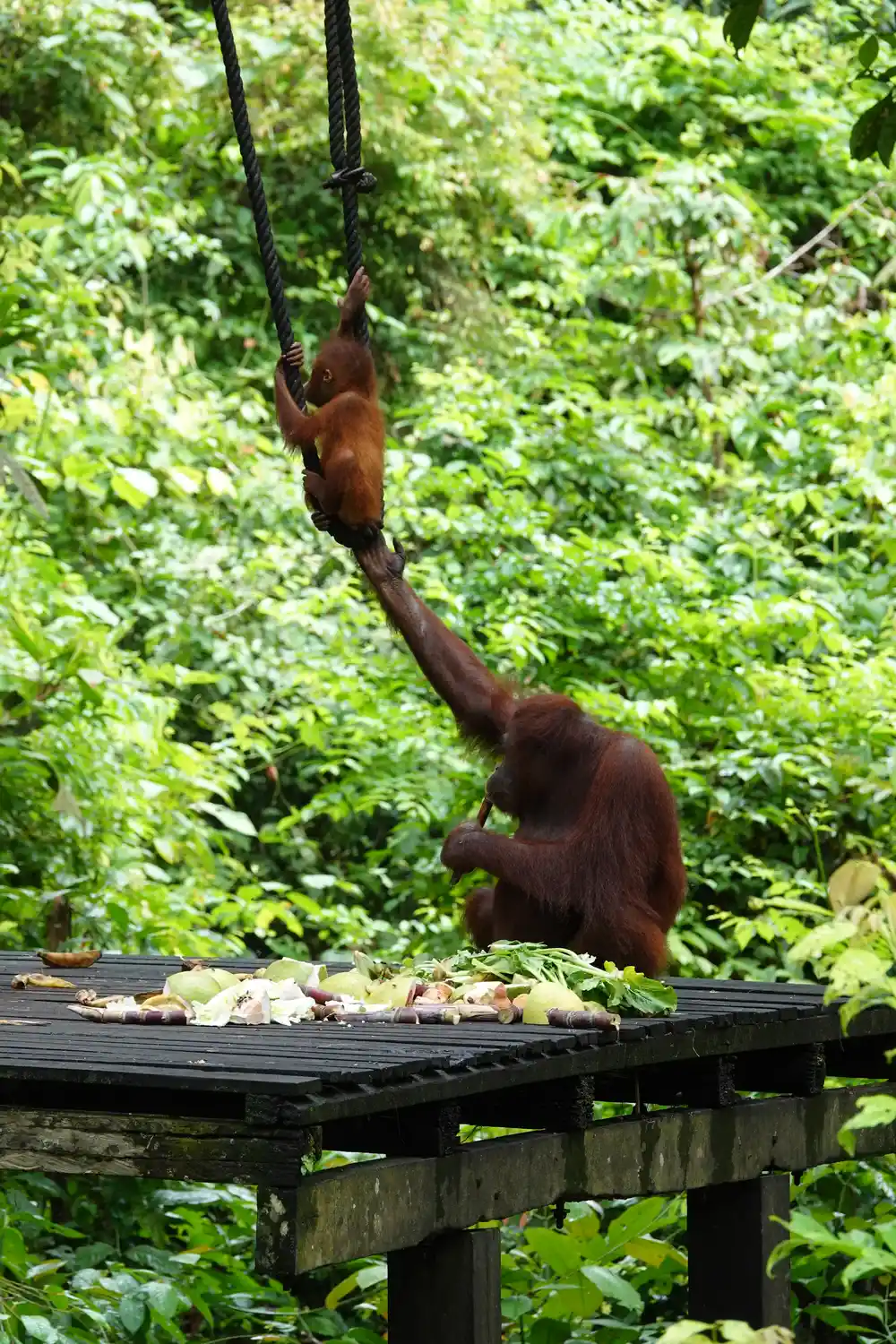 orang-oetan met baby bij sepilok in Borneo