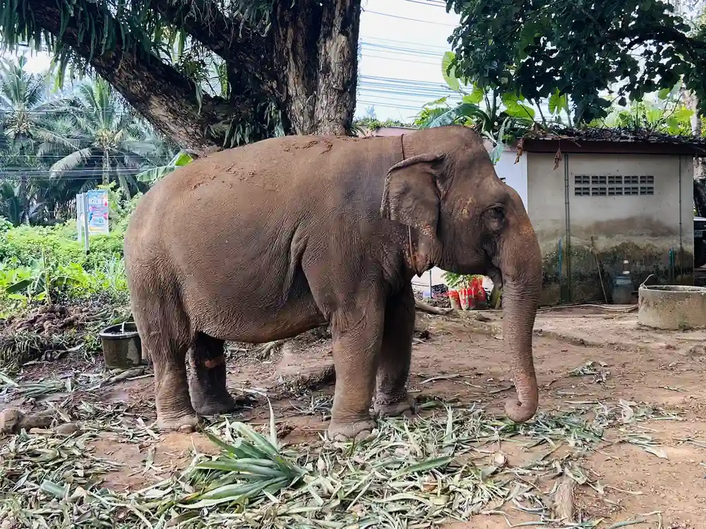 Olifant in Khao Lak, Thailand met kinderen