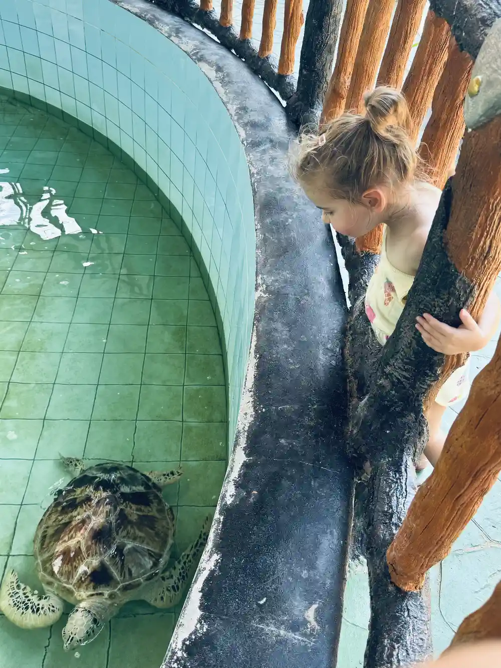 Peuter kijkt naar jonge schildpadden in het schildpaddencentrum bij Khao Lak, Thailand