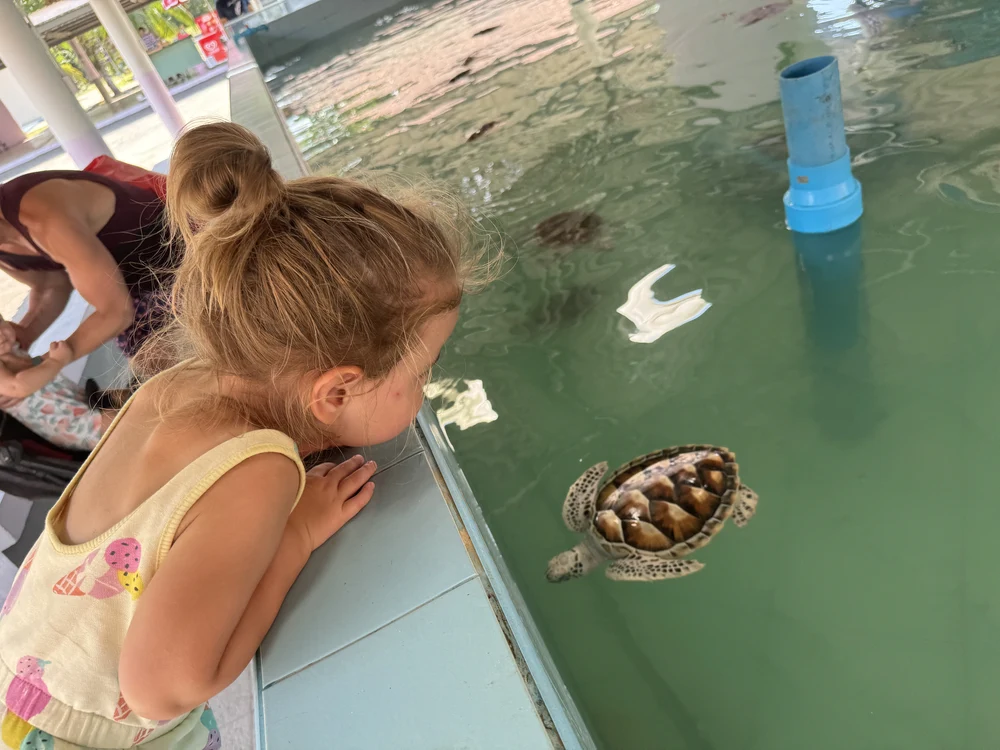 Our daughter watching rescued sea turtles in Khao Lak