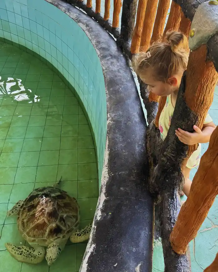 Toddler watching a sea turtle at the Sea Turtle Conservation Center in Khao Lak, Thailand