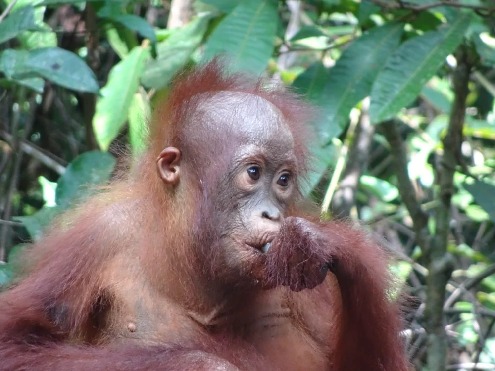 Baby orangutan in rainforest Indonesia