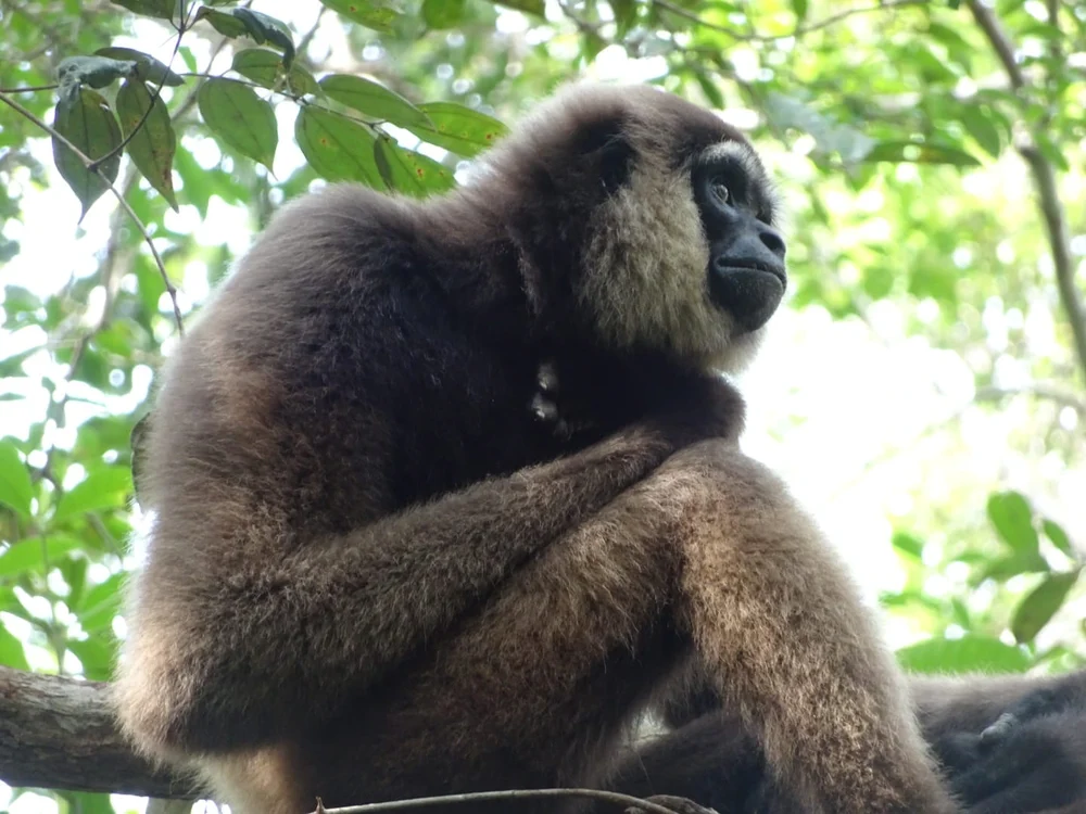 Gibbon monkey in Ketambe rainforest Sumatra Indonesia