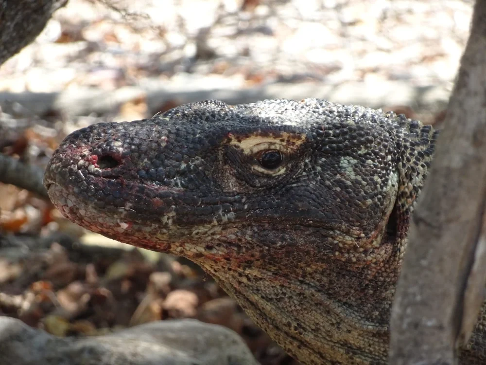 Komodo dragon in Komodo National Park Indonesia
