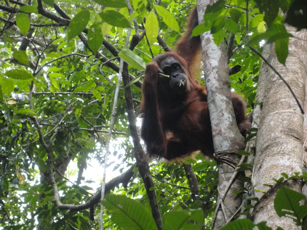 Orangutan in Bukit Lawang Sumatra Indonesia