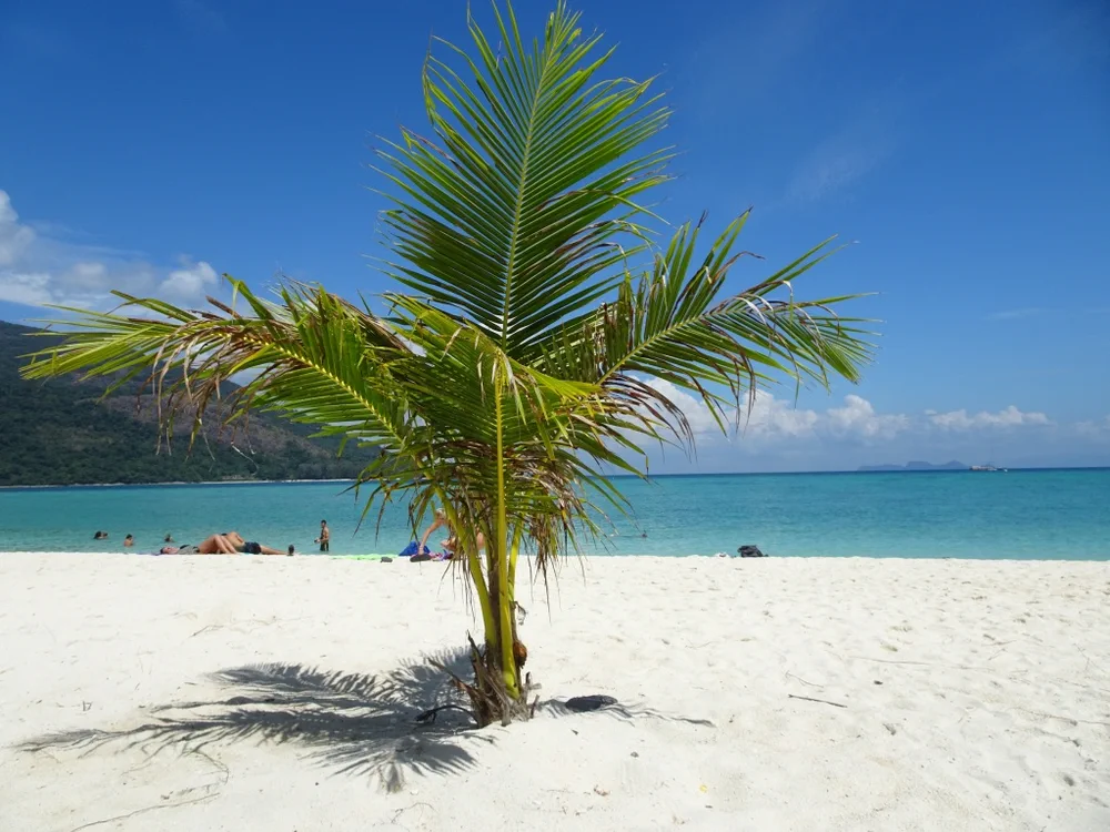 Palm tree on Sunrise Beach, Koh Lipe