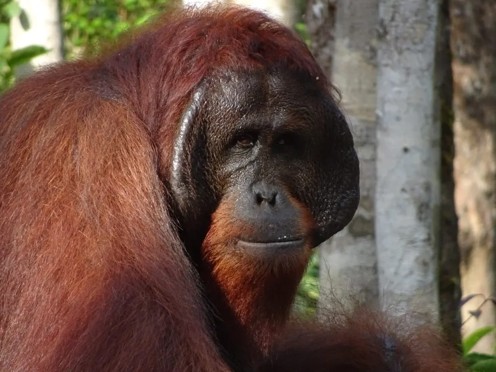 Wild orangutan in Tanjung Puting National Park Indonesia