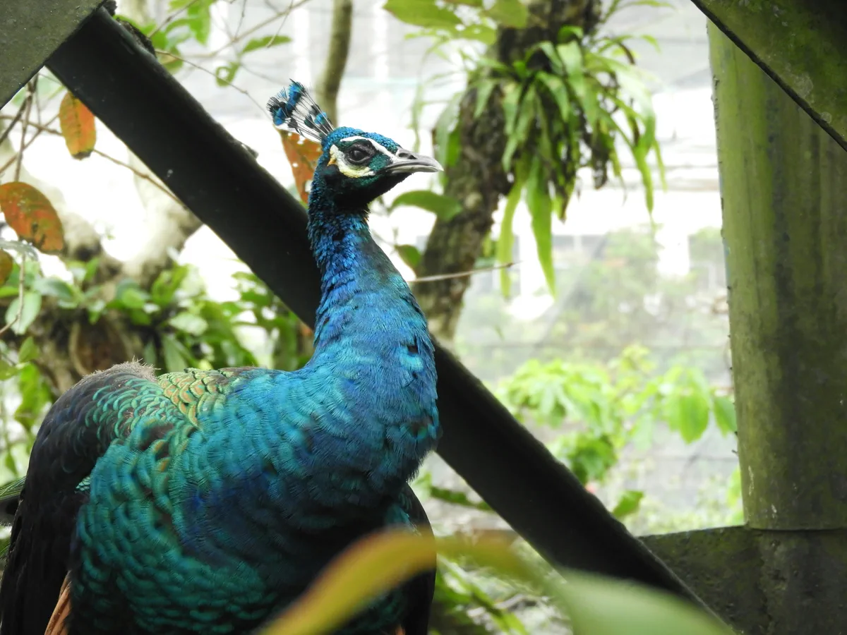 Colorful bird at KL Bird Park in Kuala Lumpur