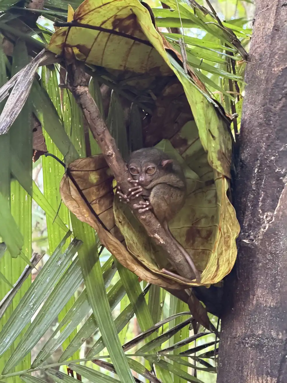Philippine tarsier resting on a branch at the Tarsier Sanctuary in Bohol