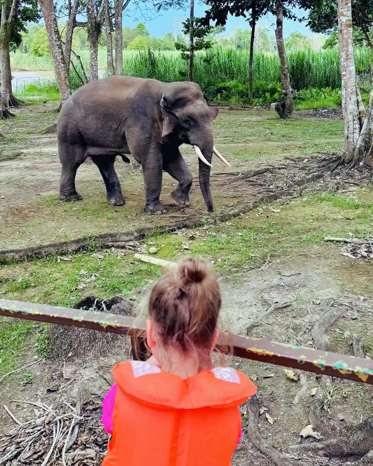 Child watching a Bornean pygmy elephant along the Kinabatangan River in Sabah