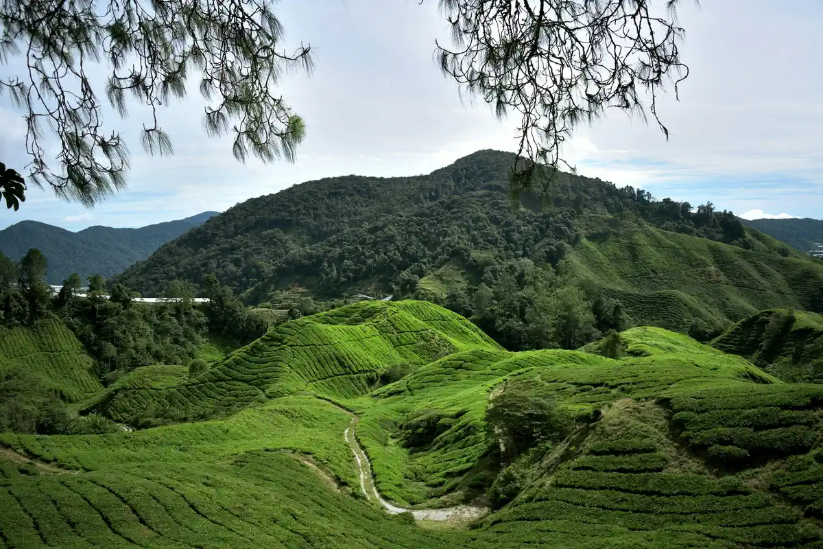 Rolling tea plantations in Cameron Highlands, Malaysia