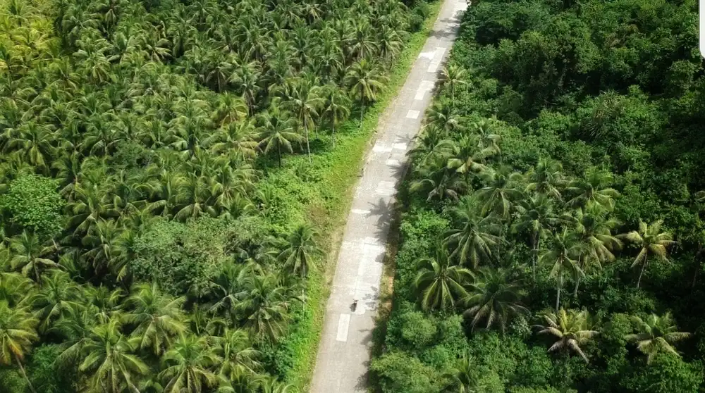 Drone view of the famous Coconut Road in Siargao, Philippines