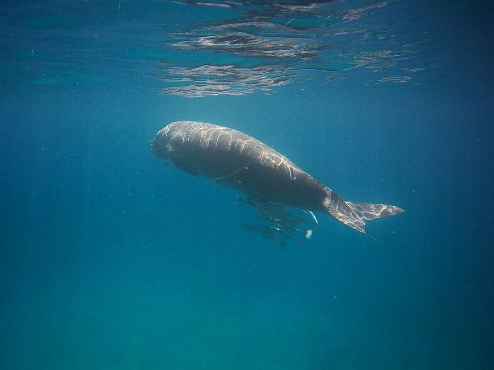 Dugong swimming in the waters near Coron, Philippines
