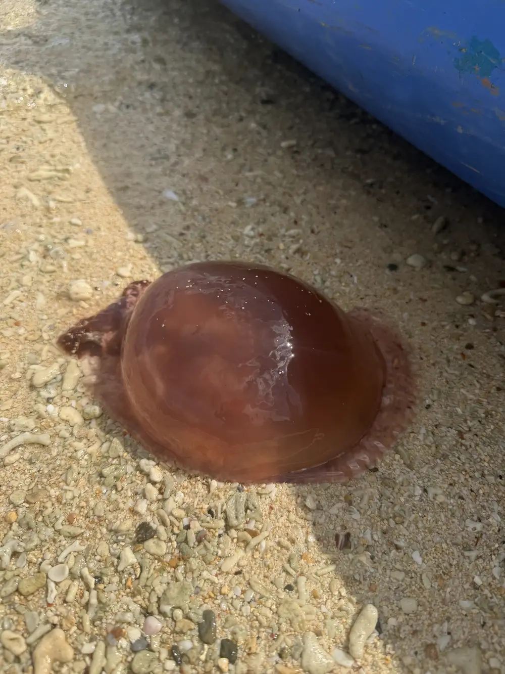 Jellyfish in the waters of the Philippines