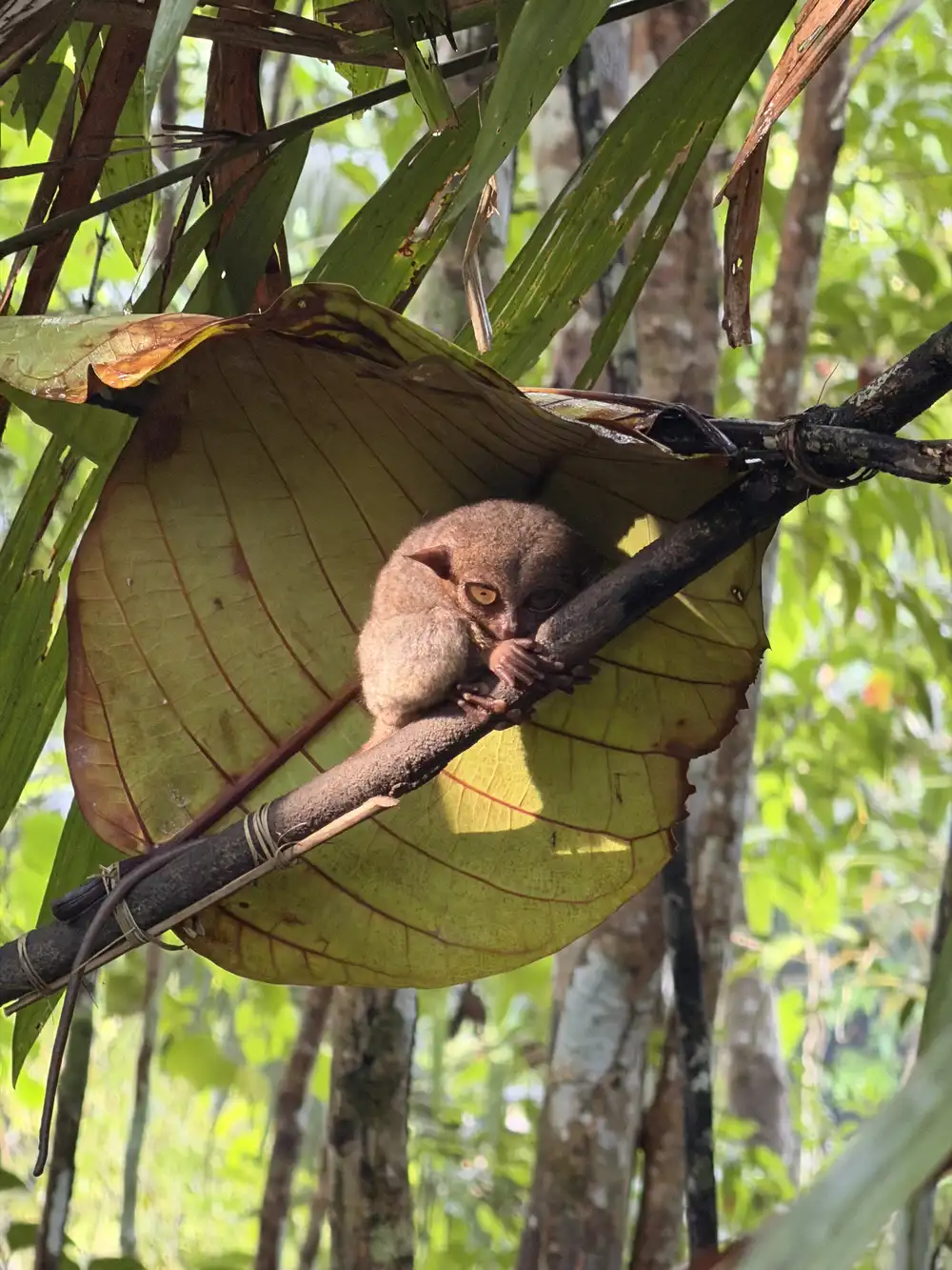 Philippine tarsier in Bohol, one of the island’s most famous family attractions