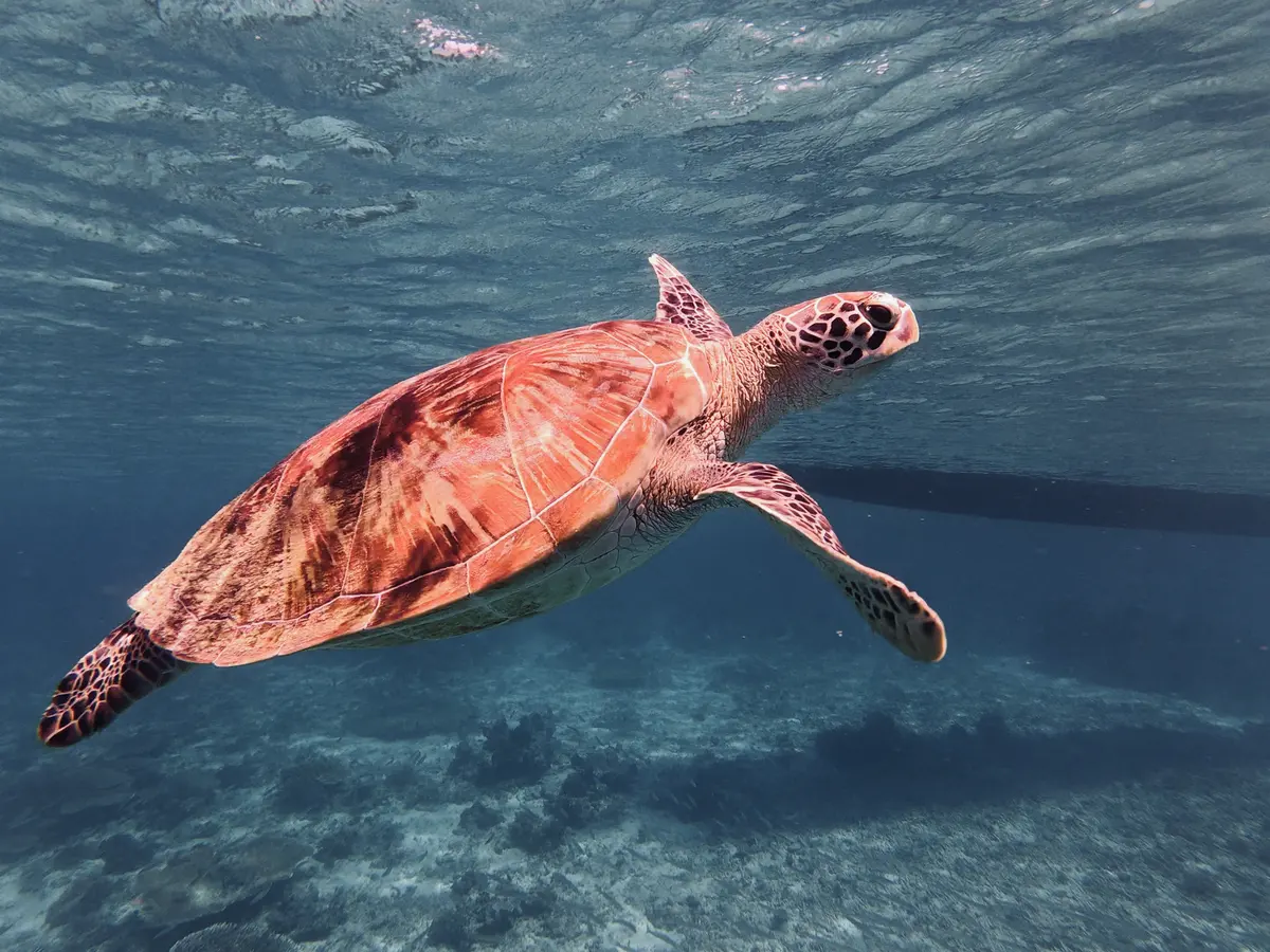 Sea turtle swimming over a coral reef in tropical waters