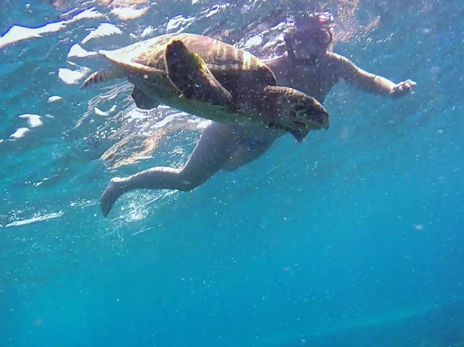 Sea turtle swimming near a coral reef in the Philippines