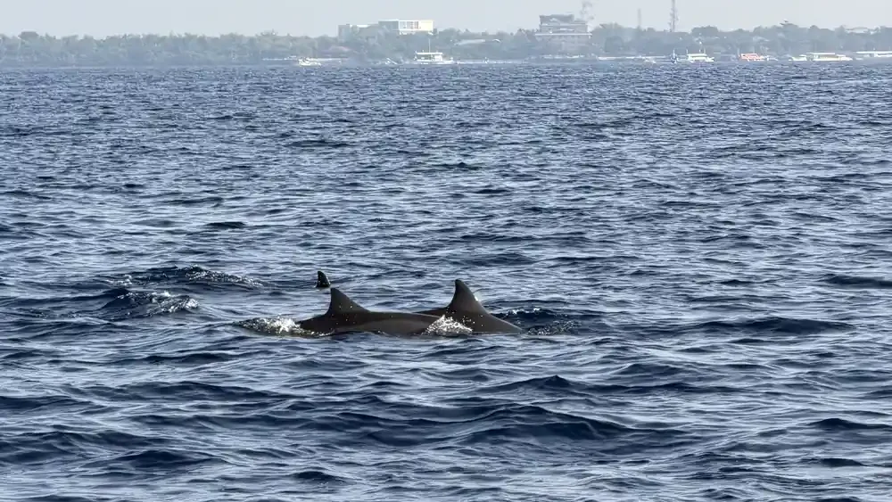 Dolphins swimming near a boat during an island-hopping tour in Bohol
