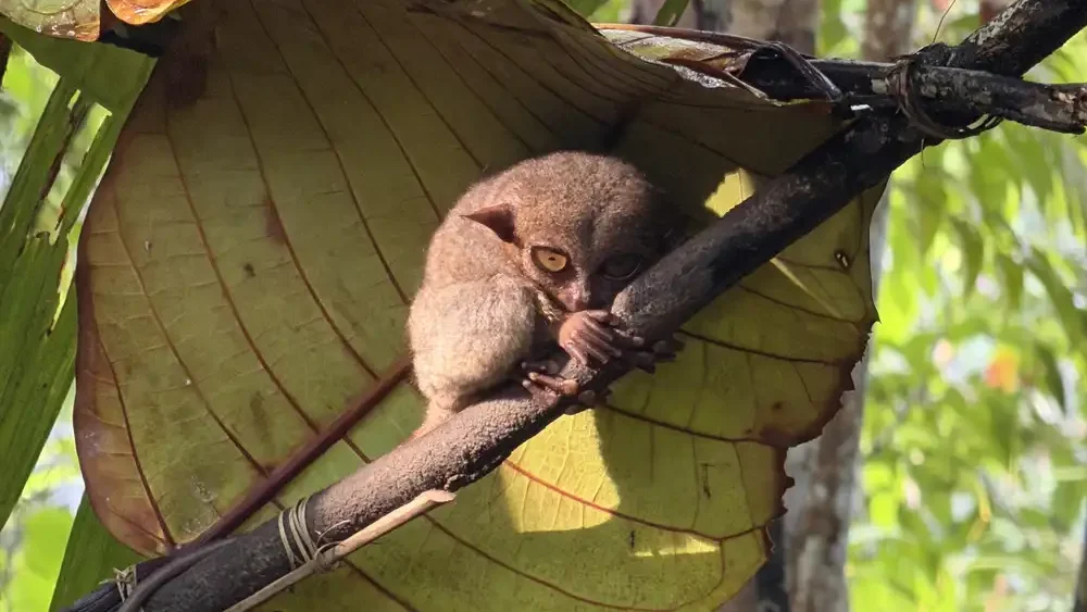 Tarsier in Bohol, Philippines