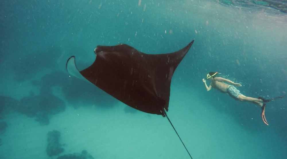 Snorkeling with a manta ray near Nusa Lembongan
