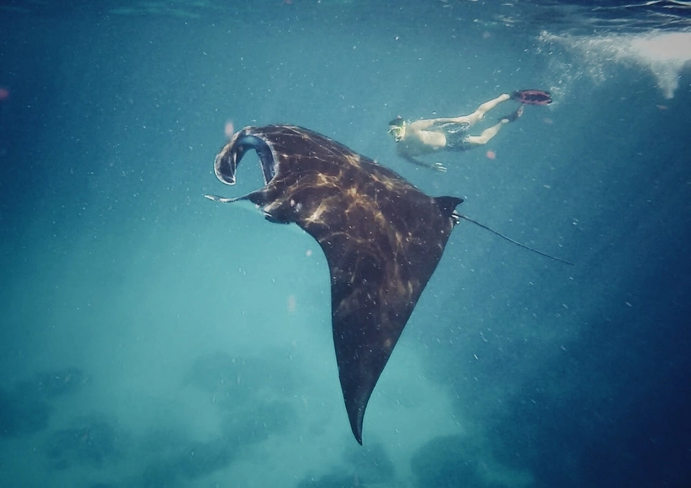 Snorkeler swimming alongside a manta ray near Nusa Lembongan